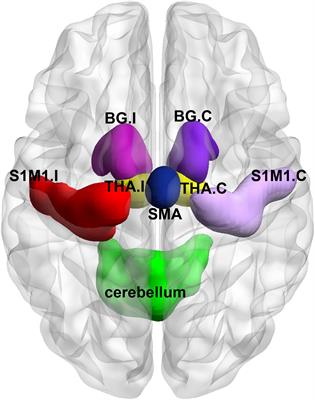Brain Functional Connectivity Plasticity Within and Beyond the Sensorimotor Network in Lower-Limb Amputees